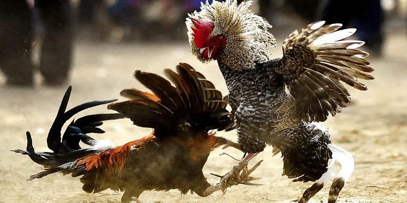 Đá gà trên mạng Thomo là thiên đường giải trí hàng đầu hiện nay