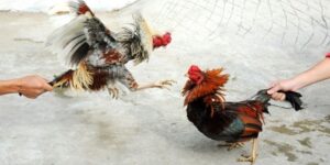 Đăng ký đá gà trực tuyến cùng fb88
