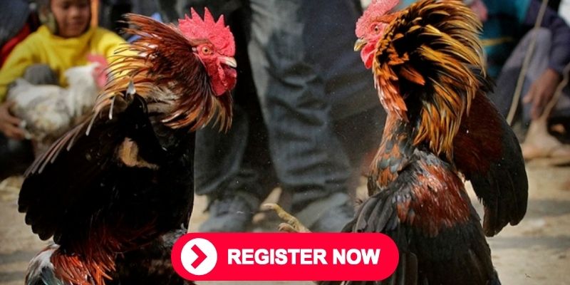 Đăng Ký Đá Gà Trực Tuyến Tại FB88 Cá Cược Đối Kháng Thả Ga 3 Nắm chắc quy trình đăng ký chơi đá gà tại FB88